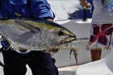 tuna fishing cancun