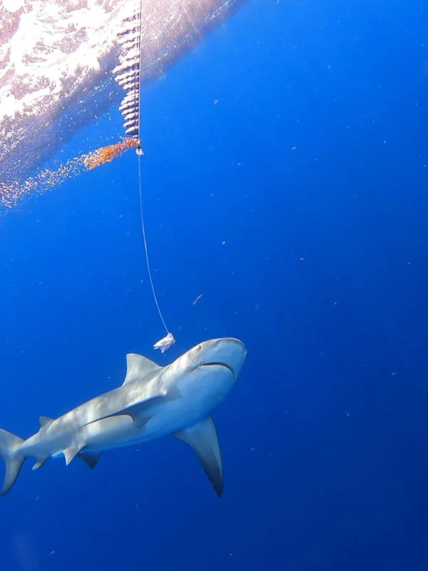 fishing cancun and Isla Mujeres | sailfish fish