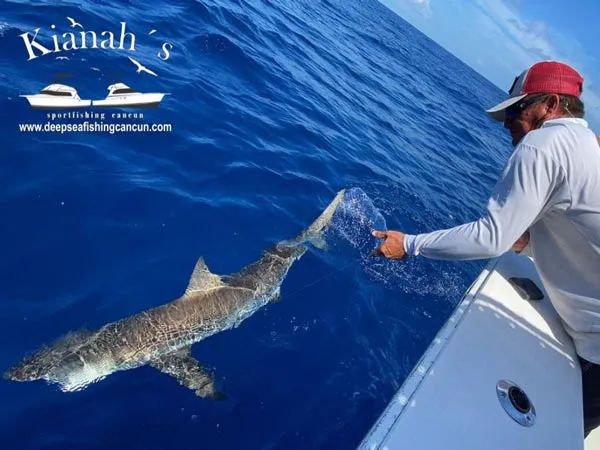 shark fishing charter cancun