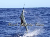 cancun fishing reservations