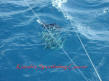 bait ball season- fishing charters cancun