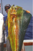 mahi mahi dorados cancun