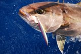 vertical jigging cancun