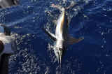 white marlin fishing isla mujeres- fishing season