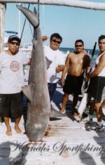 shark fishing videos cancun