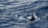 sailfish cancun and isla mujeres