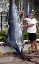 big blue marlin