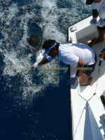 sport fishing cancun