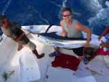 white marlin season cancun-isla mujeres fishing charters