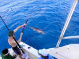 sailfishing cancun best rates