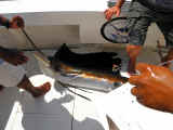 sailfishing picture-cancun fishing videos