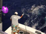 wiring a sailfish isla mujeres
