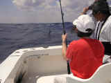 sailfishing cancun mexico