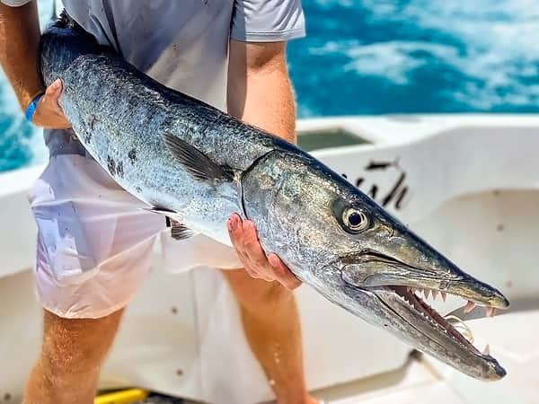 barracuda- cancun fishing
