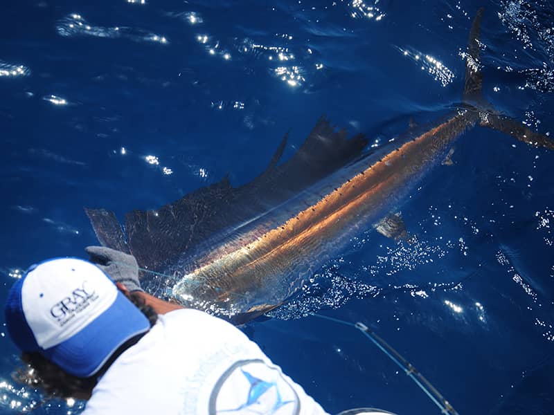 fishing cancun- sailfish run