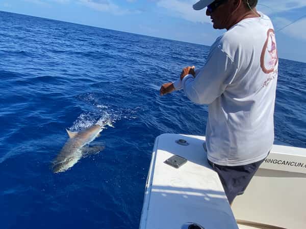 bottom fishing sharks