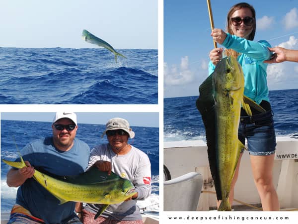 Fishing mahimahi isla mujeres