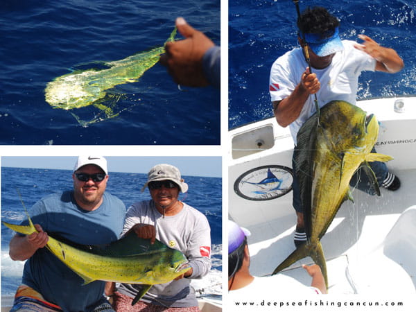 dorado Fishing boat cancun 