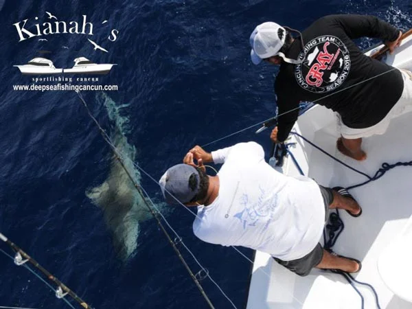 shark fishing charter cancun