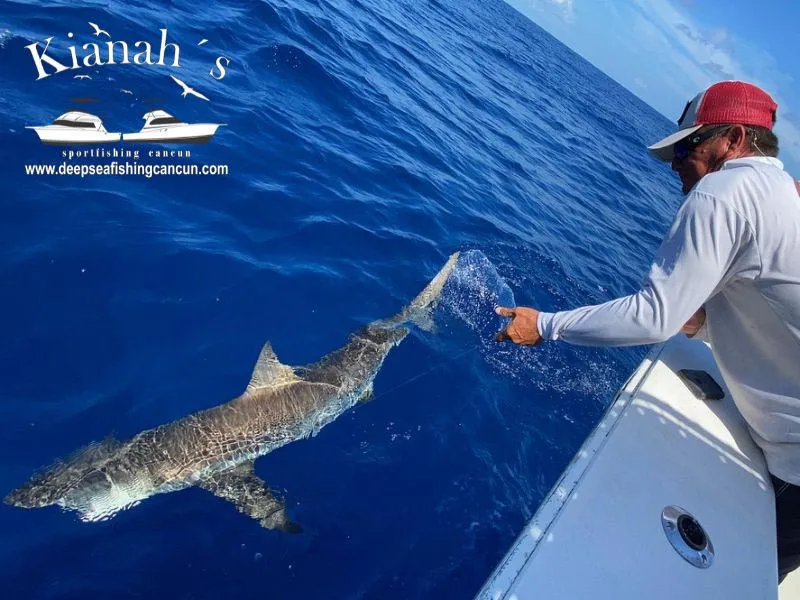 Big Game Shark Fishing, Blue Shark Fishing Charters