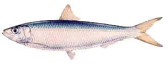 sardine