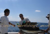atlantic sailfish, sailfish fishing isla mujeres