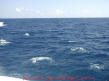 isla mujeres fishing-sailfishing season cancun