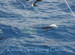 sailfishing season cancun-sailfishing trips cancun