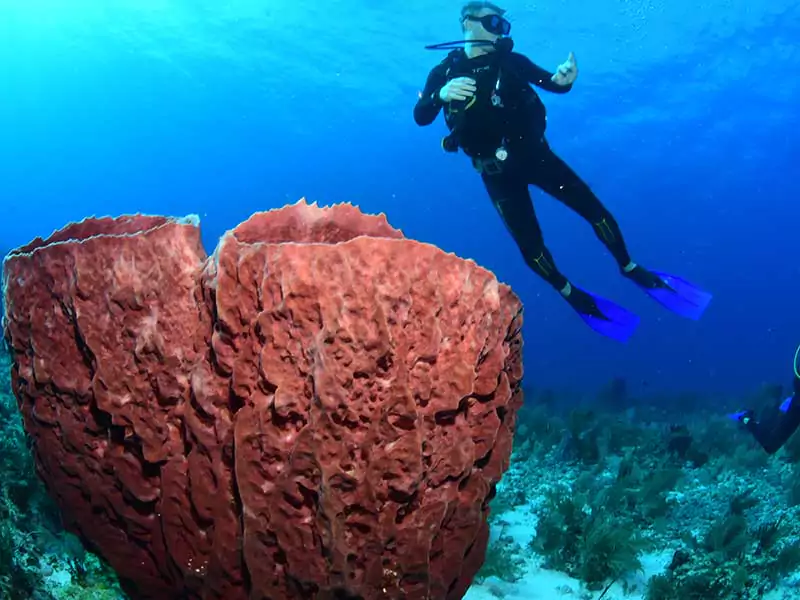 become PADI certified diver in Cancun