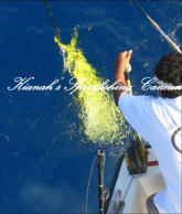 cancun fishing season-mahi mahi fishing charter cancun