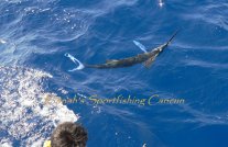 fishing white marlin mexico