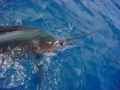 sailfishing cancun