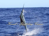 cancun fishing reservations