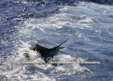 isla mujeres fishing 